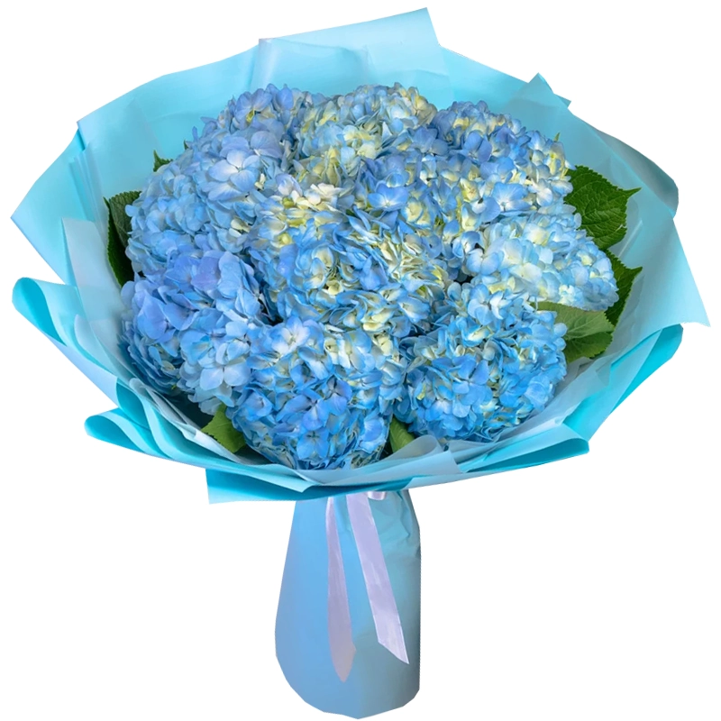 Букет из 11 синих гортензий
